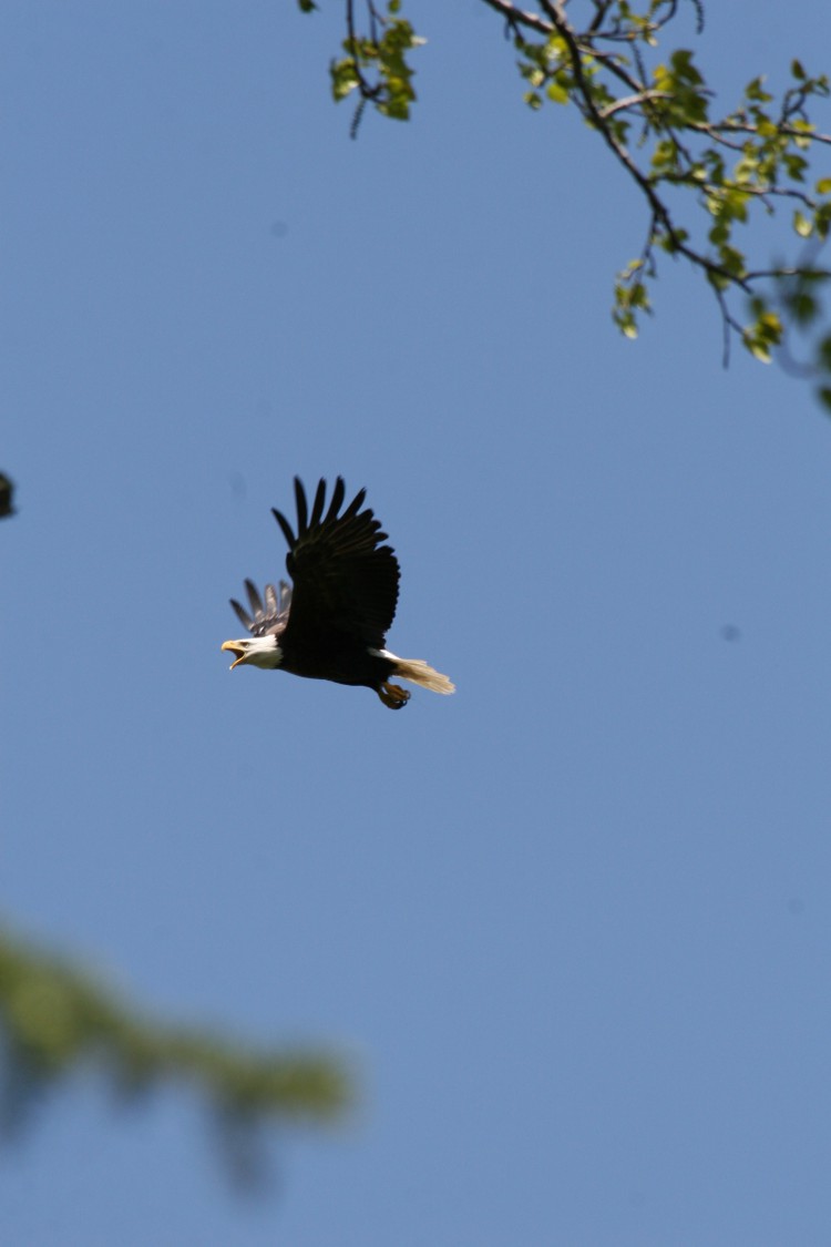 Bald eagle in flight 3504×2336-2