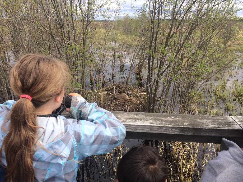 birding basics